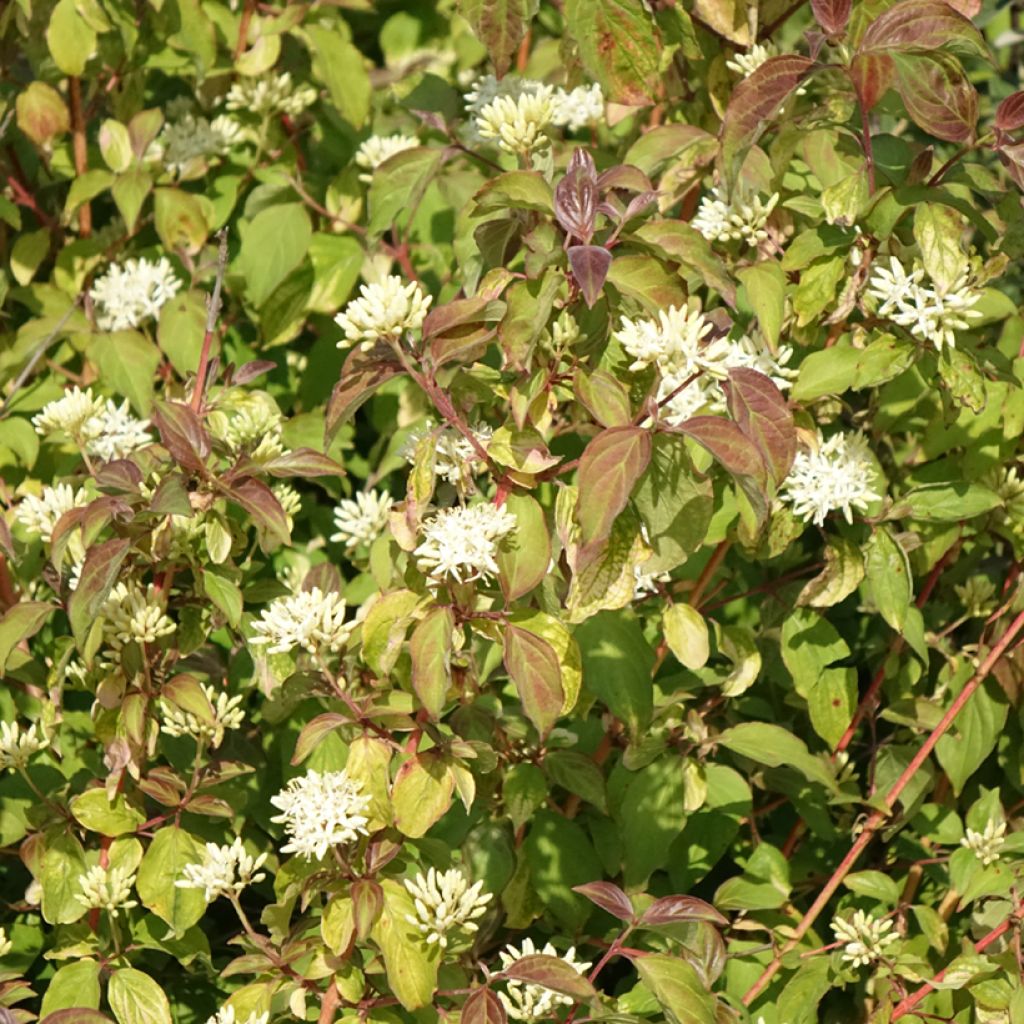Cornus sanguinea Mid Winter Fire