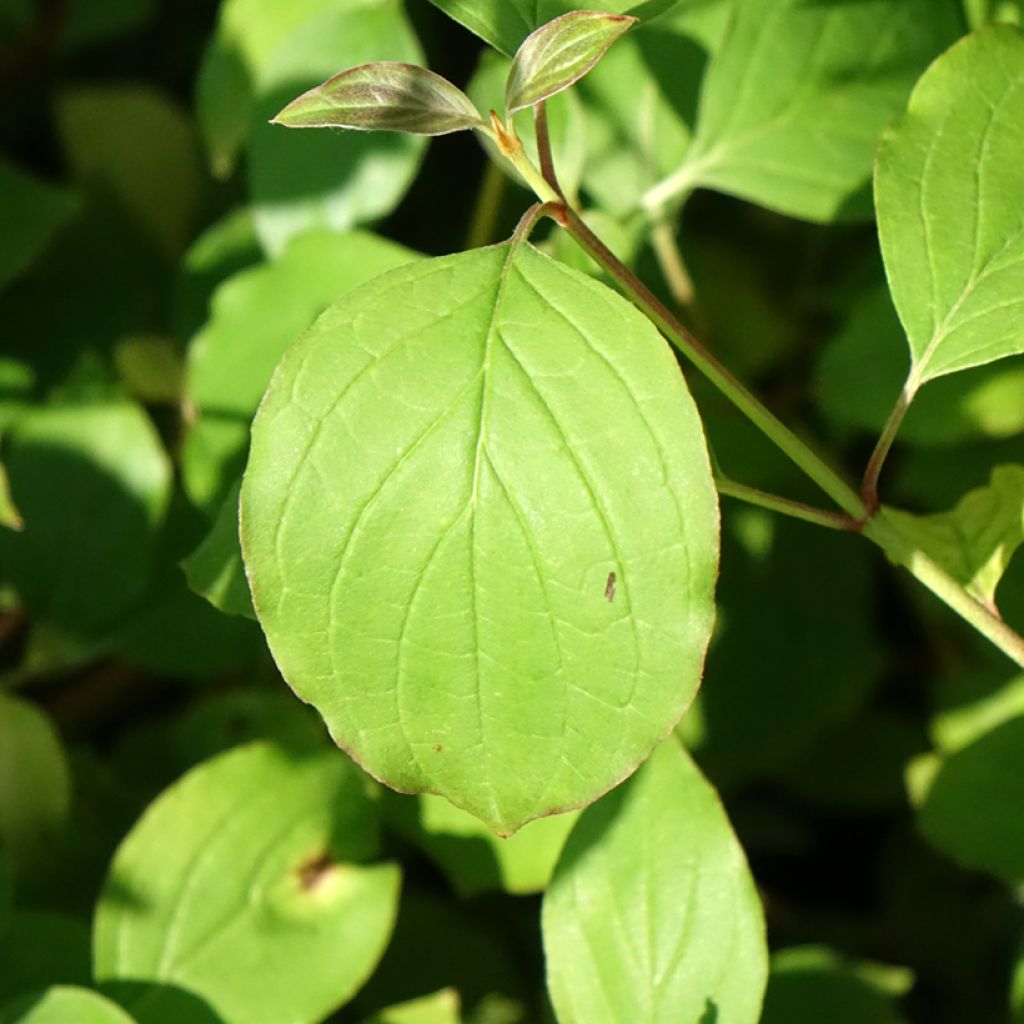 Cornus sanguinea Mid Winter Fire