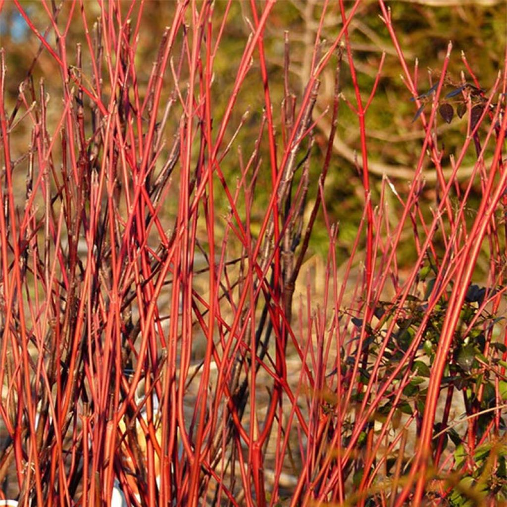 Cornus sericea Cardinal
