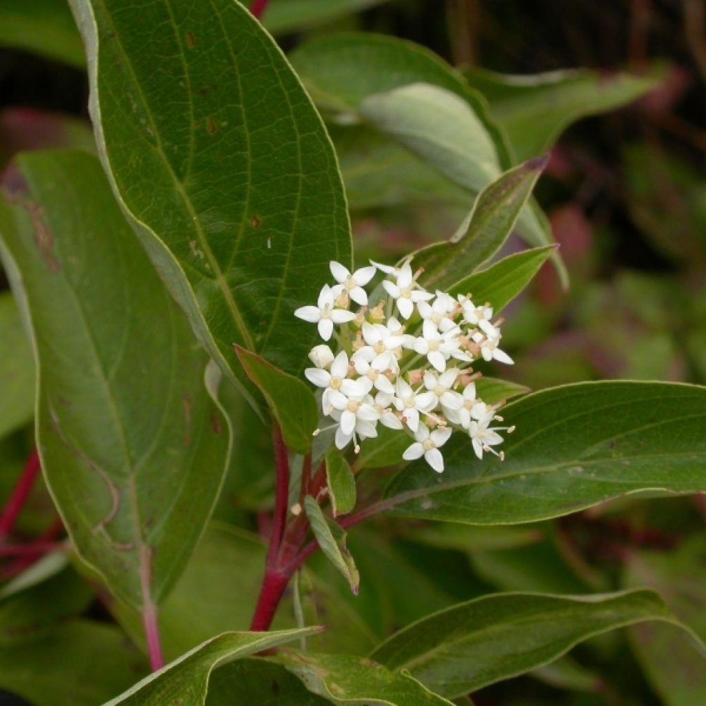 Cornus sericea Kelseyi