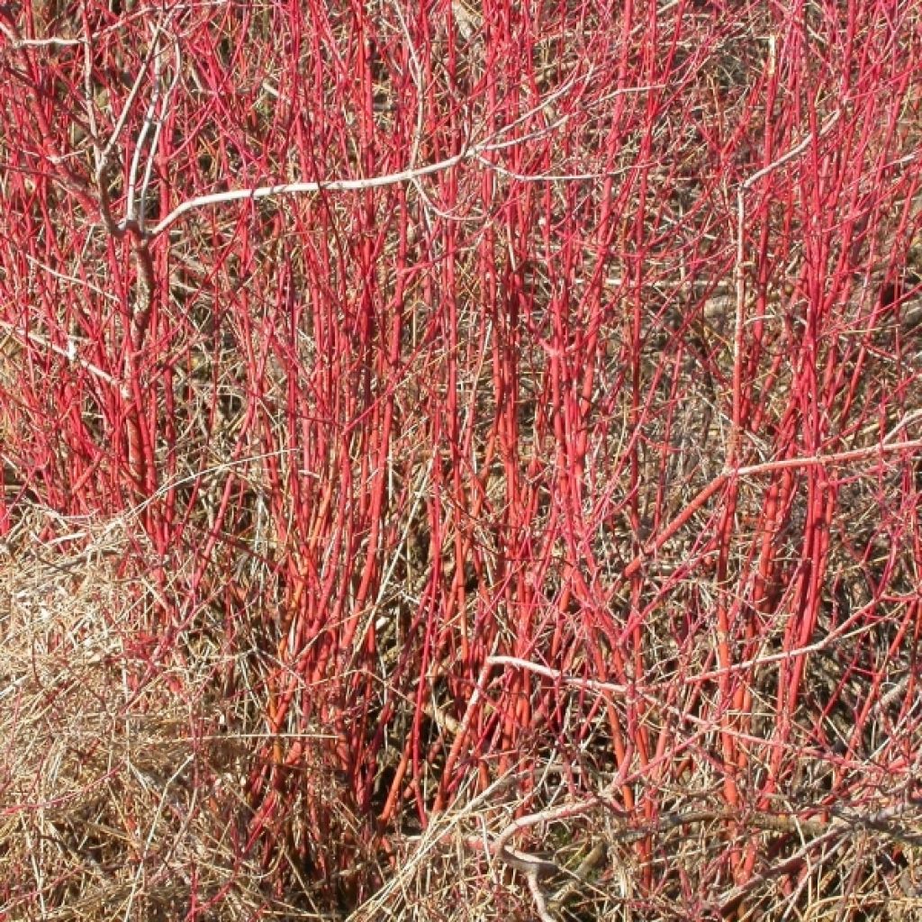 Cornus sericea Kelseyi
