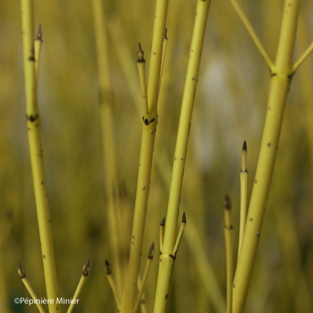 Cornus sericea Flaviramea