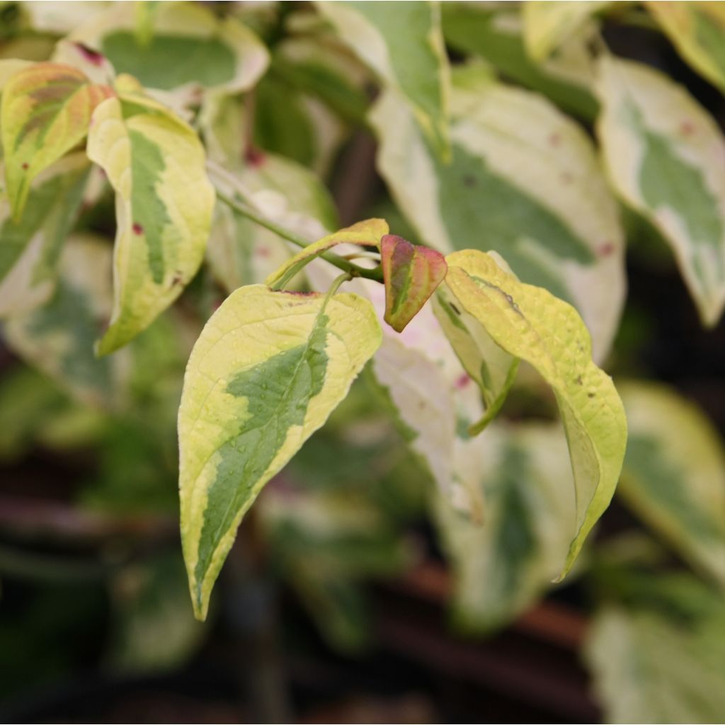 Cornus alternifolia Golden Shadows
