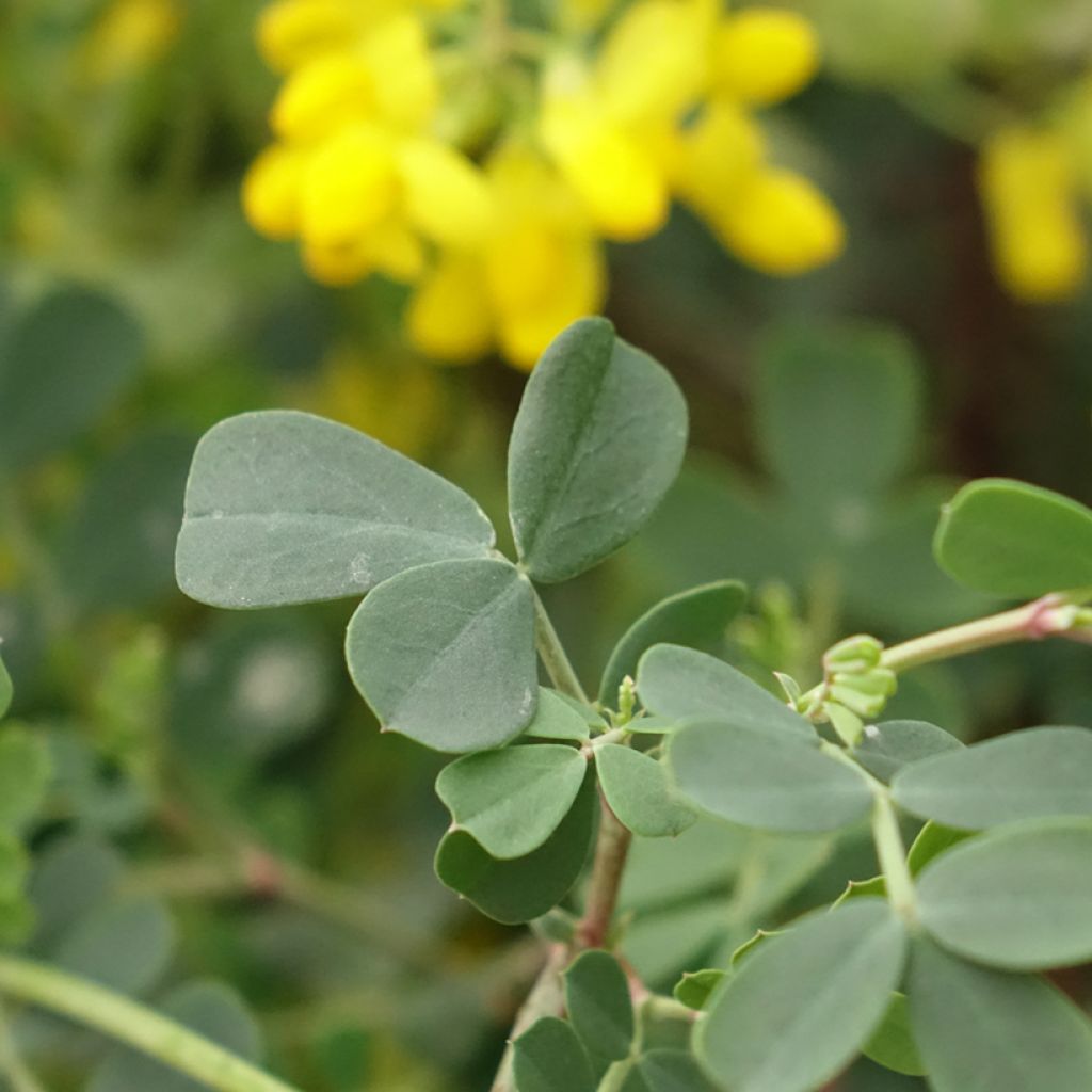 Coronilla valentina subsp. glauca Citrina