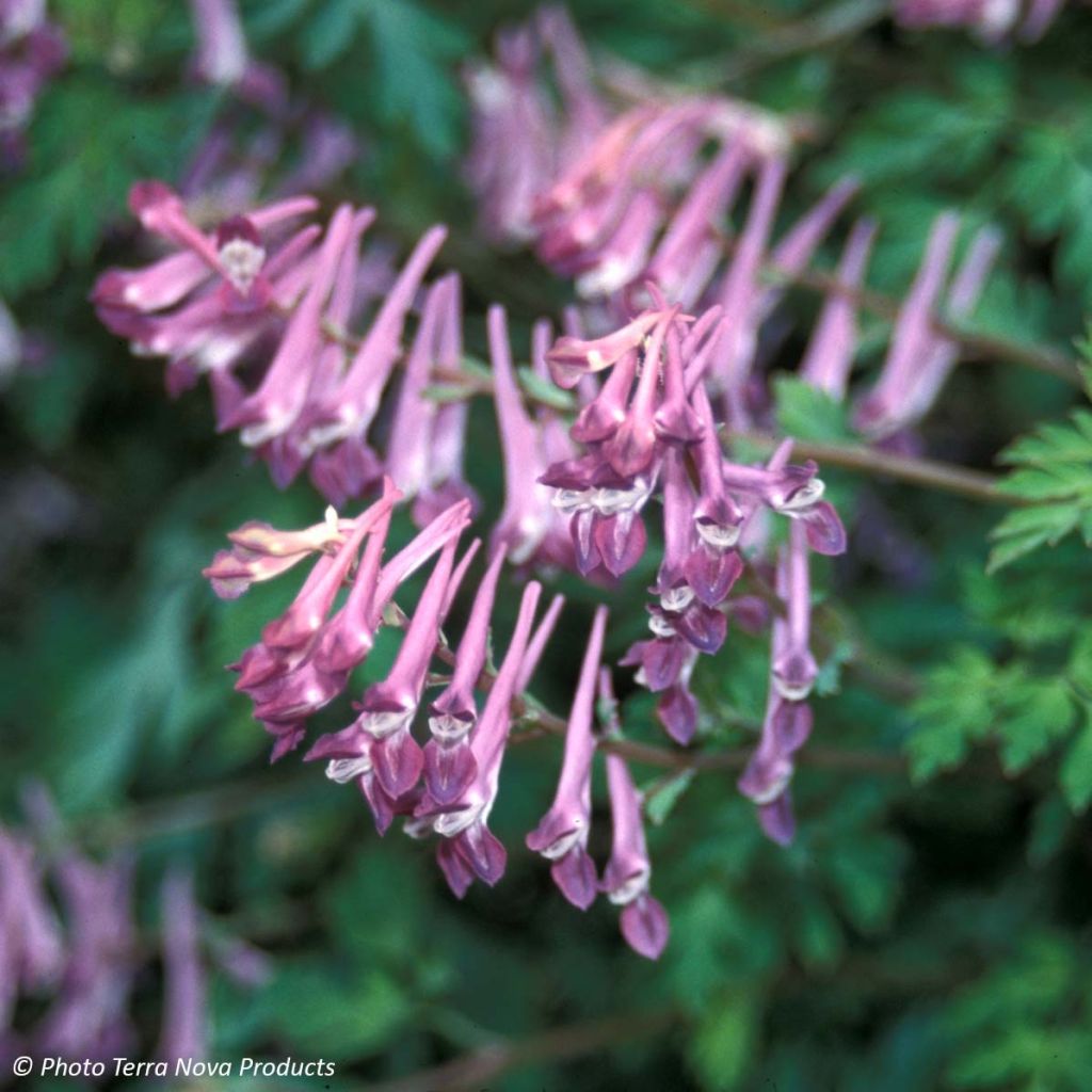 Corydalis Blackberry Wine