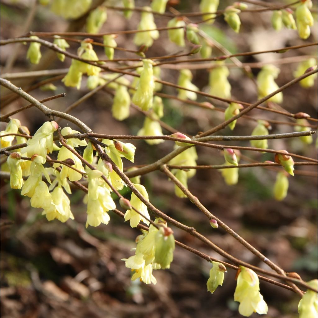 Corylopsis pauciflora