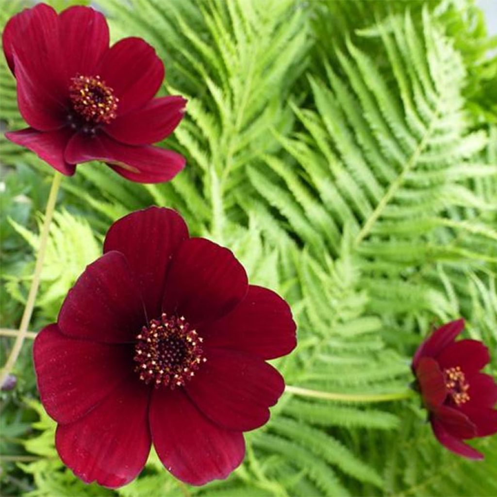 Cosmos atrosanguineus