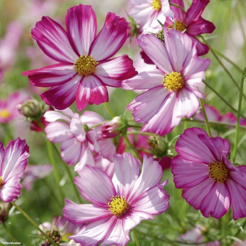 Cosmea Sensation Picotee em sementes
