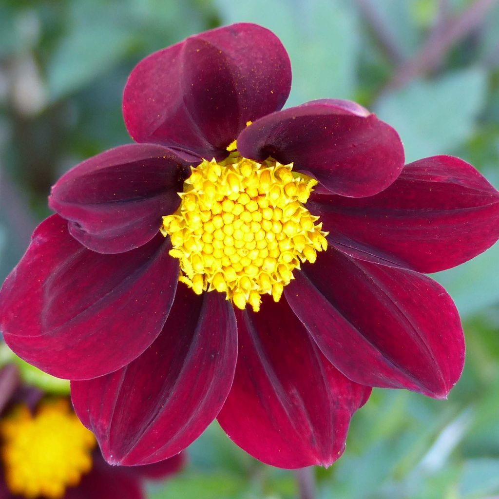 Cosmos × Dahlia Mexican Star