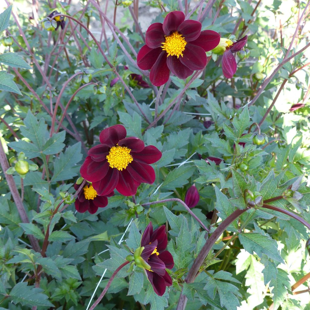 Cosmos × Dahlia Mexican Star