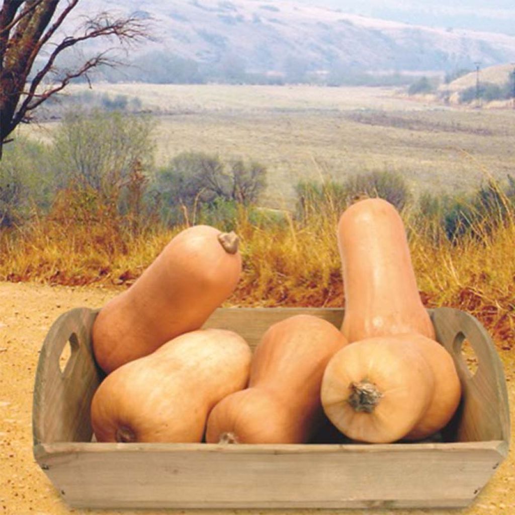 Abóbora Butternut Waltham