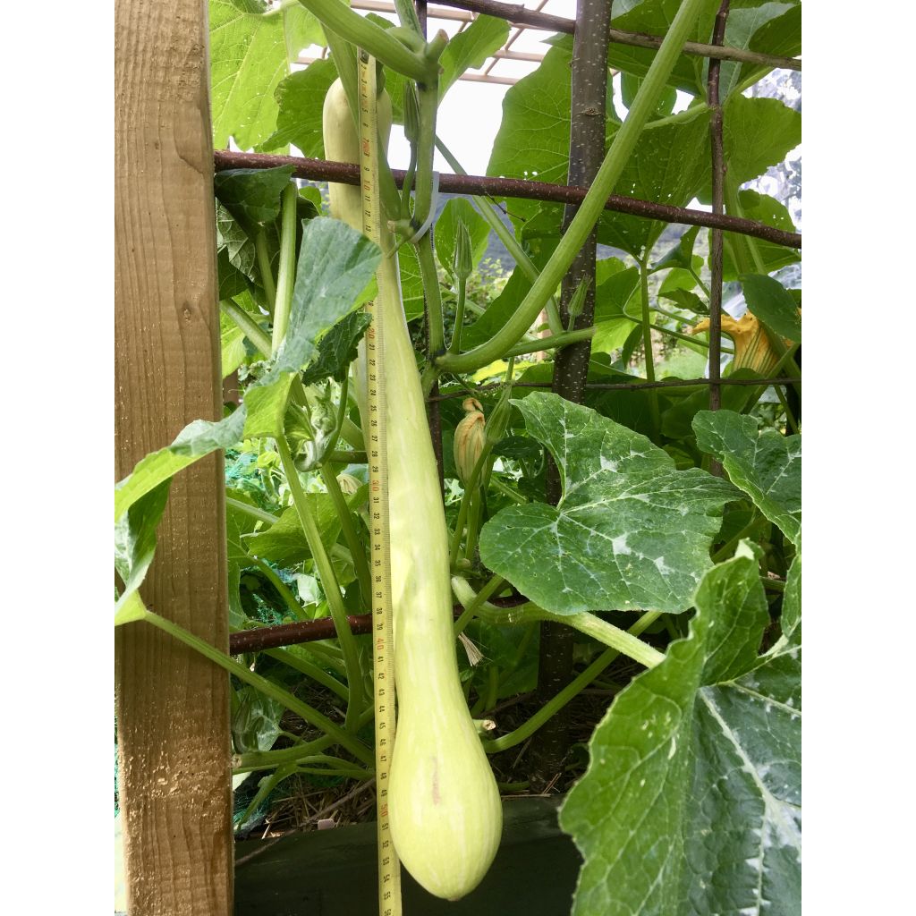 Abóbora Tromba dAlbenga - Trombeta de Albenga