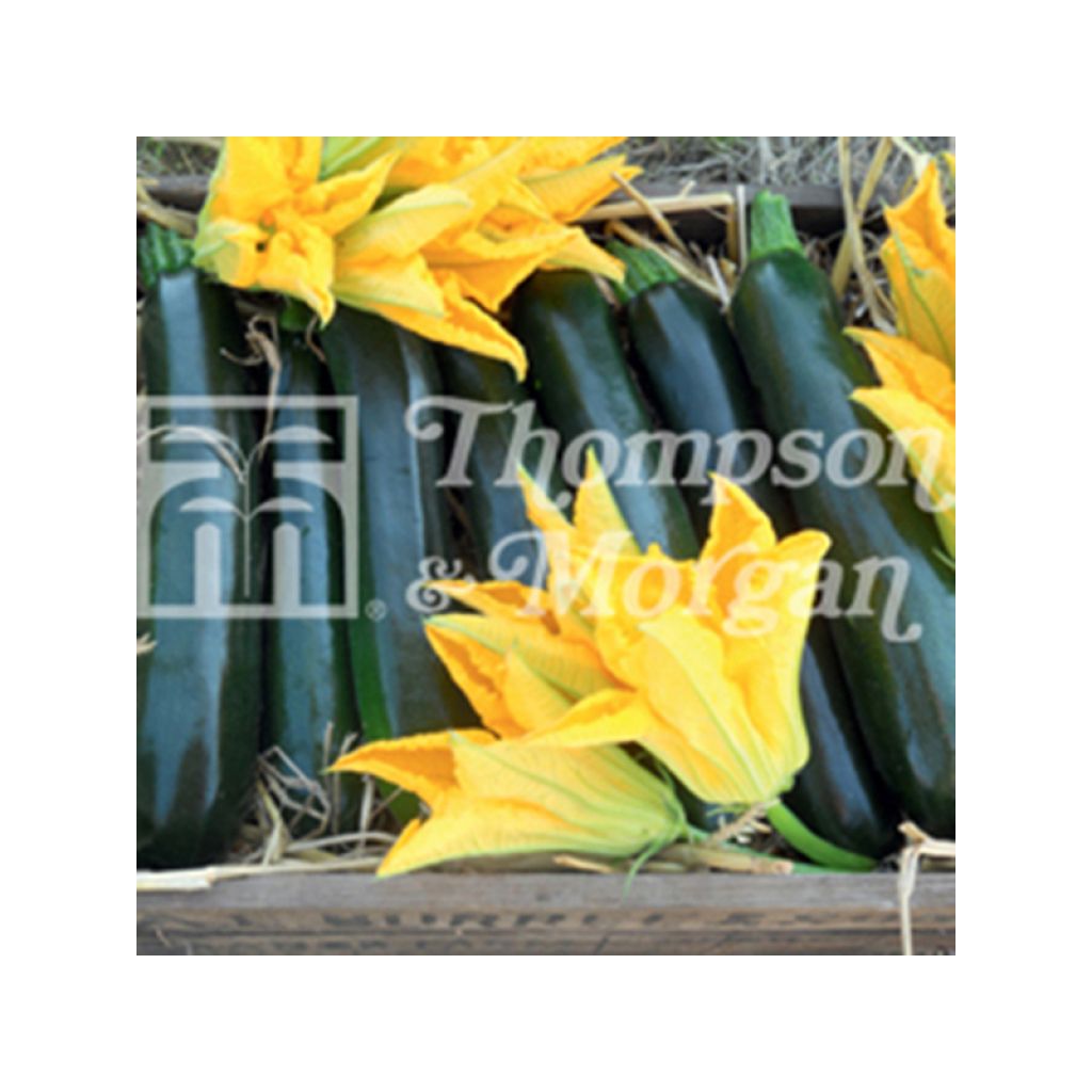 Courgette British Summertime F1