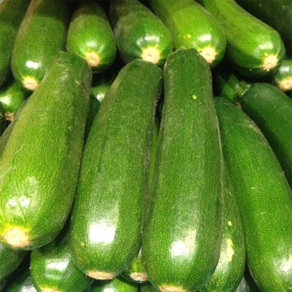 Courgette Diamant F1 plantas jovens
