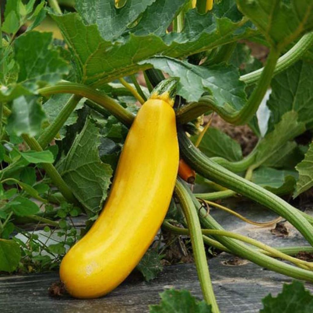 Courgette Gold Rush F1 amarela