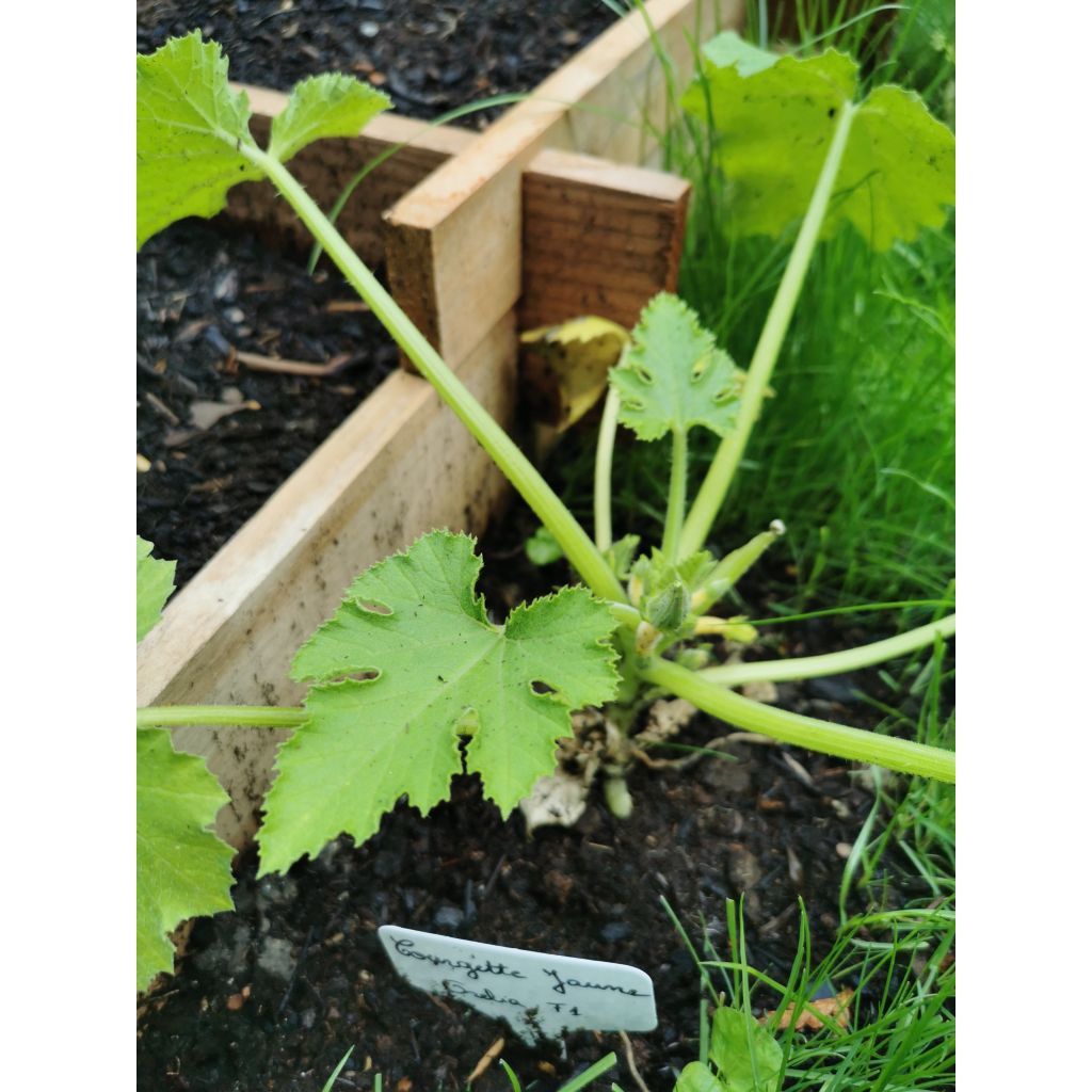 Courgette Orelia F1 plantas jovens