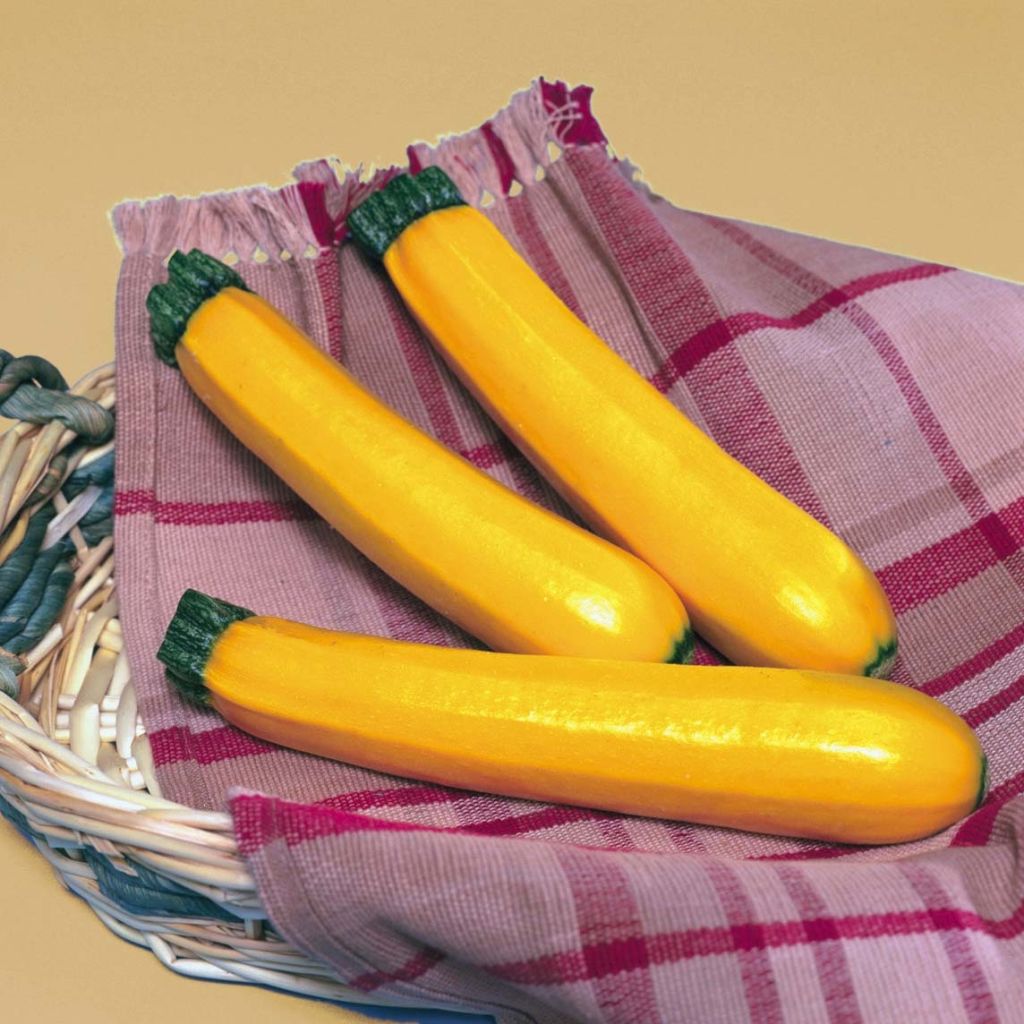 Courgette Sebring F1 plantas jovens enxertadas