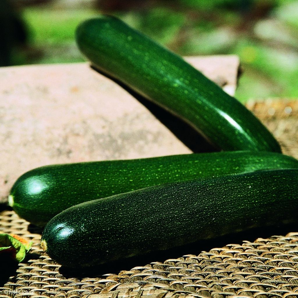 Courgette Tarmino F1 plantas jovens