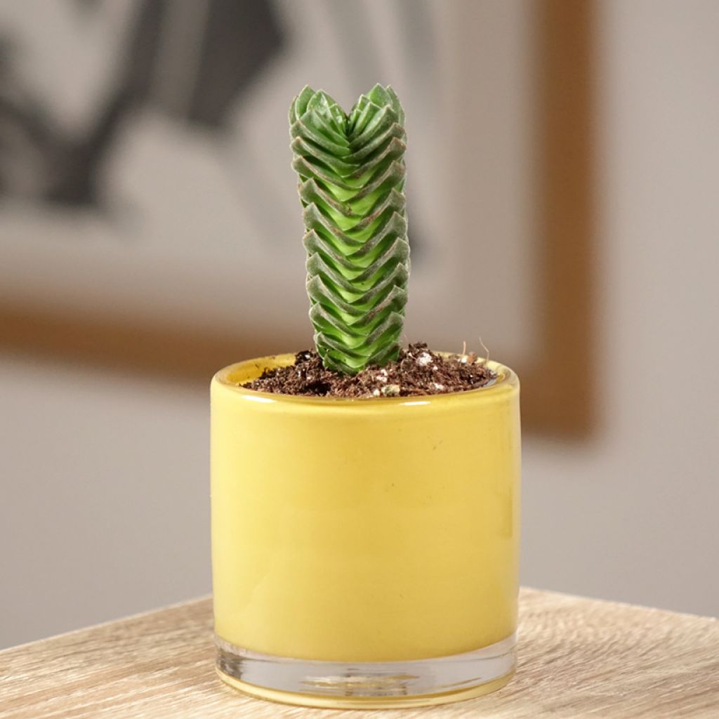 Crassula Buddha's Temple