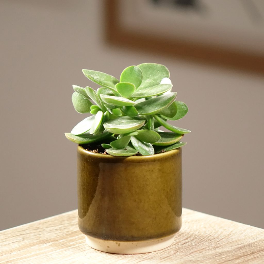 Crassula ovata Money Maker - Planta-jade