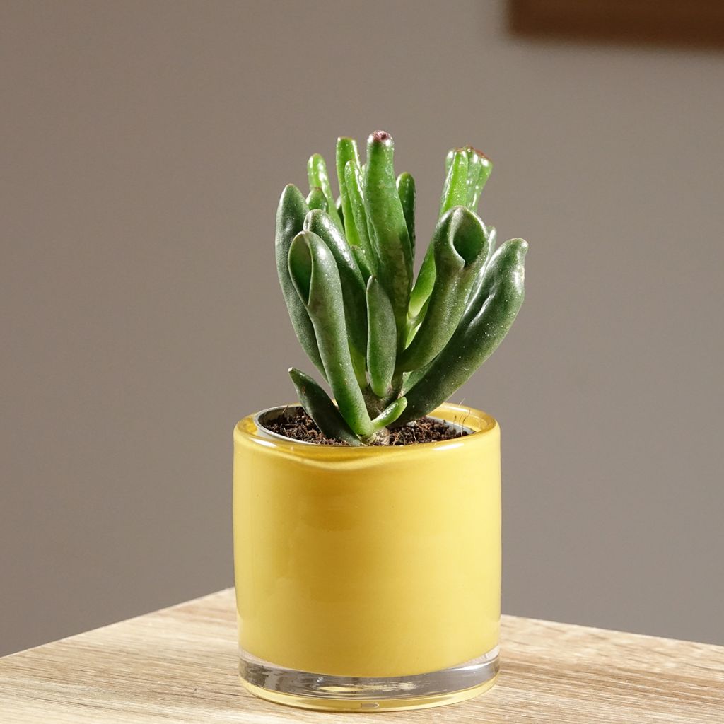 Crassula ovata Gollum (Coral) - Planta-jade