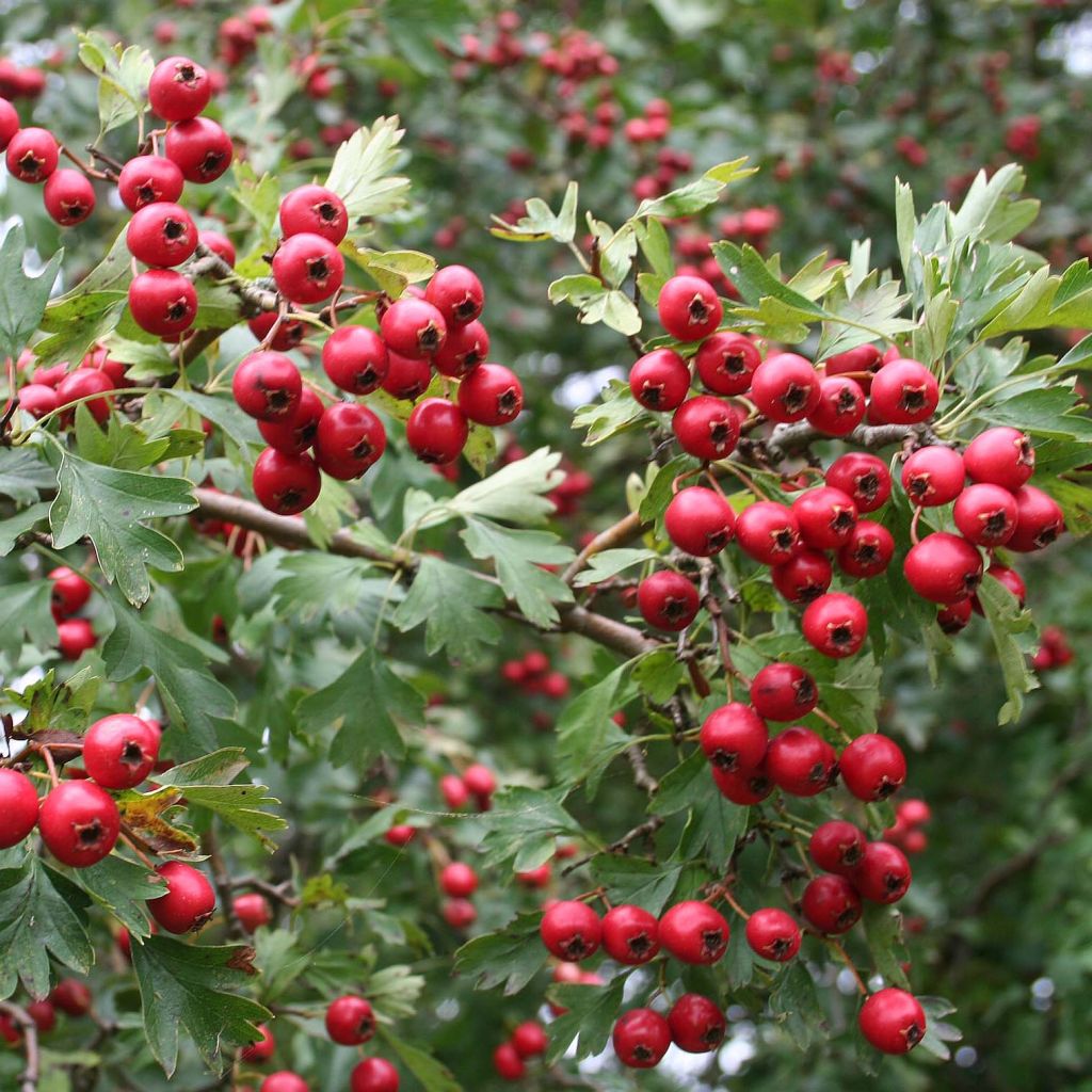 Crataegus monogyna