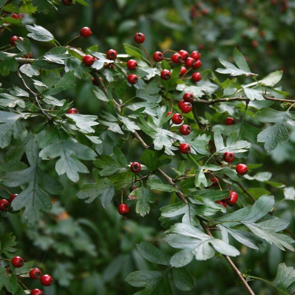 Crataegus monogyna
