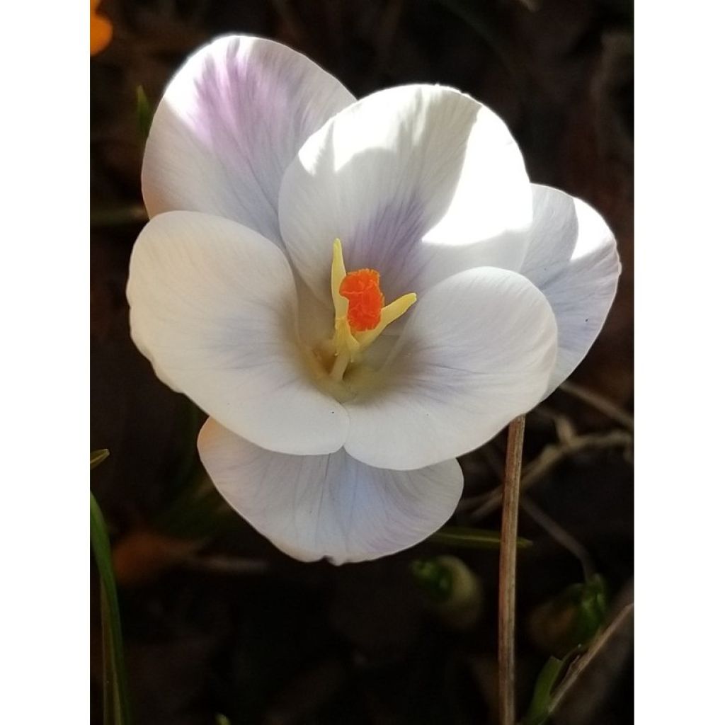 Açafrão-da-primavera Prins Claus - Crocus vernus