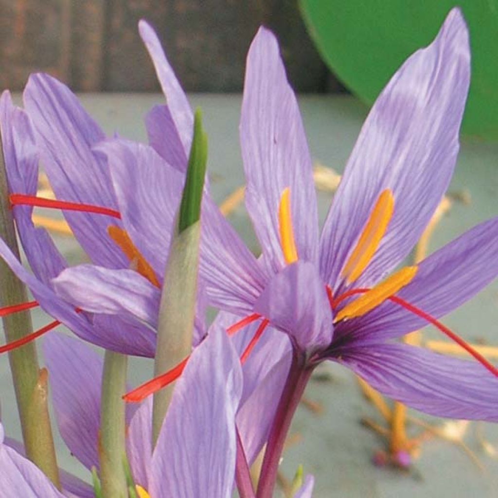 Açafrão - Crocus sativus