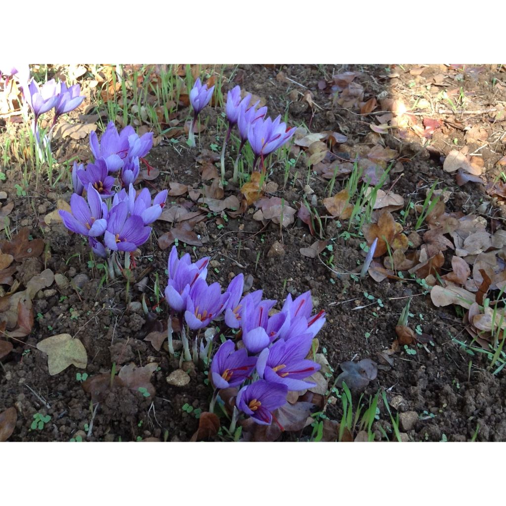 Açafrão - Crocus sativus