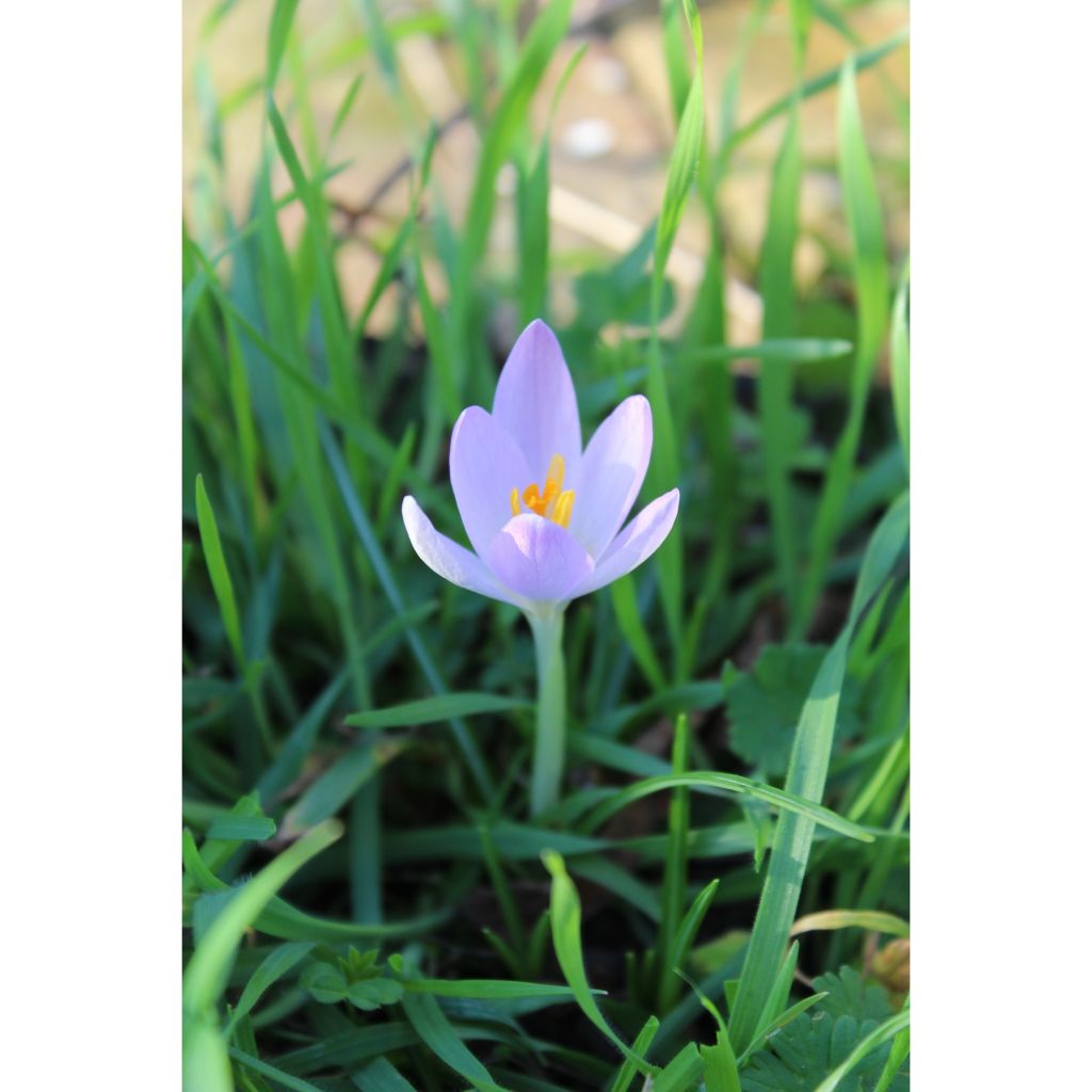 Crocus tommasinianus Barrs Purple