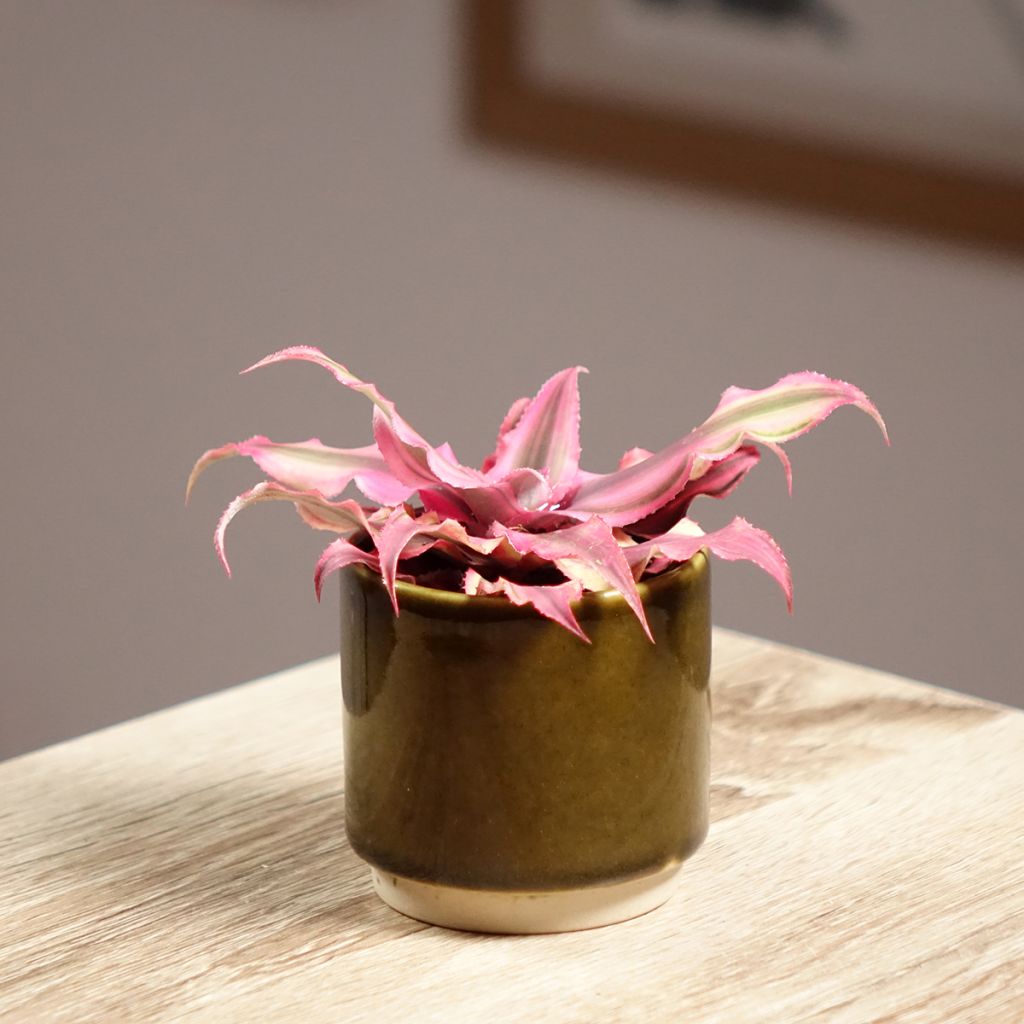 Cryptanthus Pink Star - Estrela-de-terra