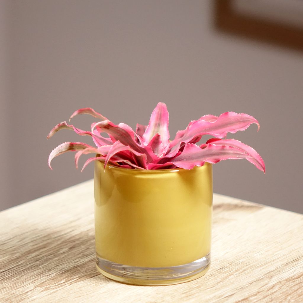 Cryptanthus Super Pink - Estrela-de-terra