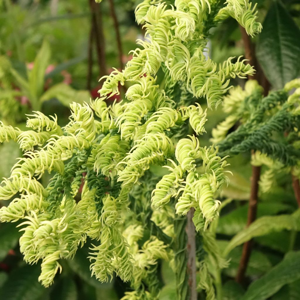 Criptoméria Kyara Gold