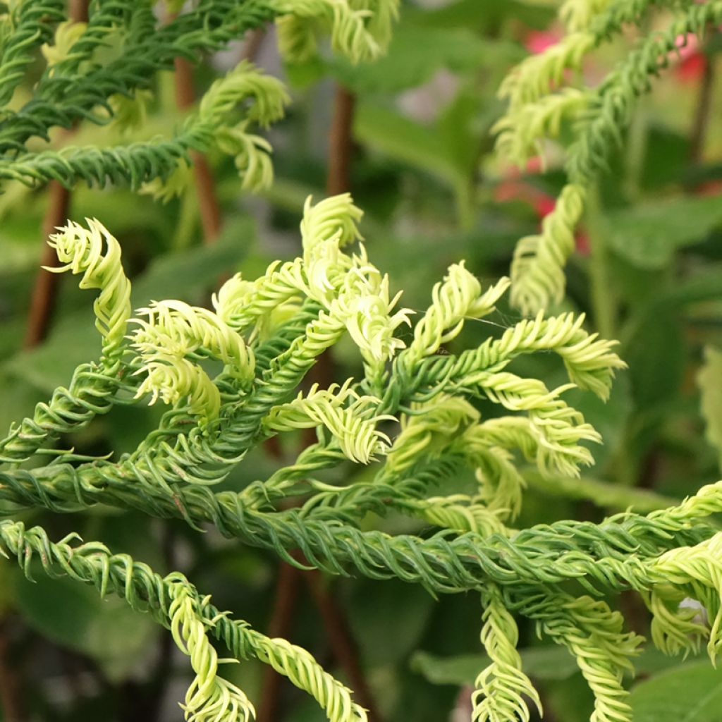 Criptoméria Kyara Gold