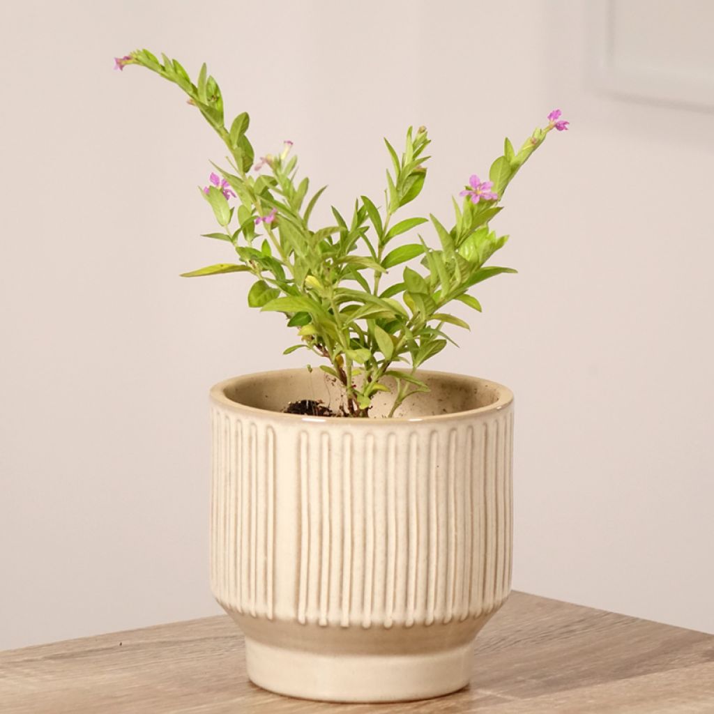 Cuphea hyssopifolia Purple