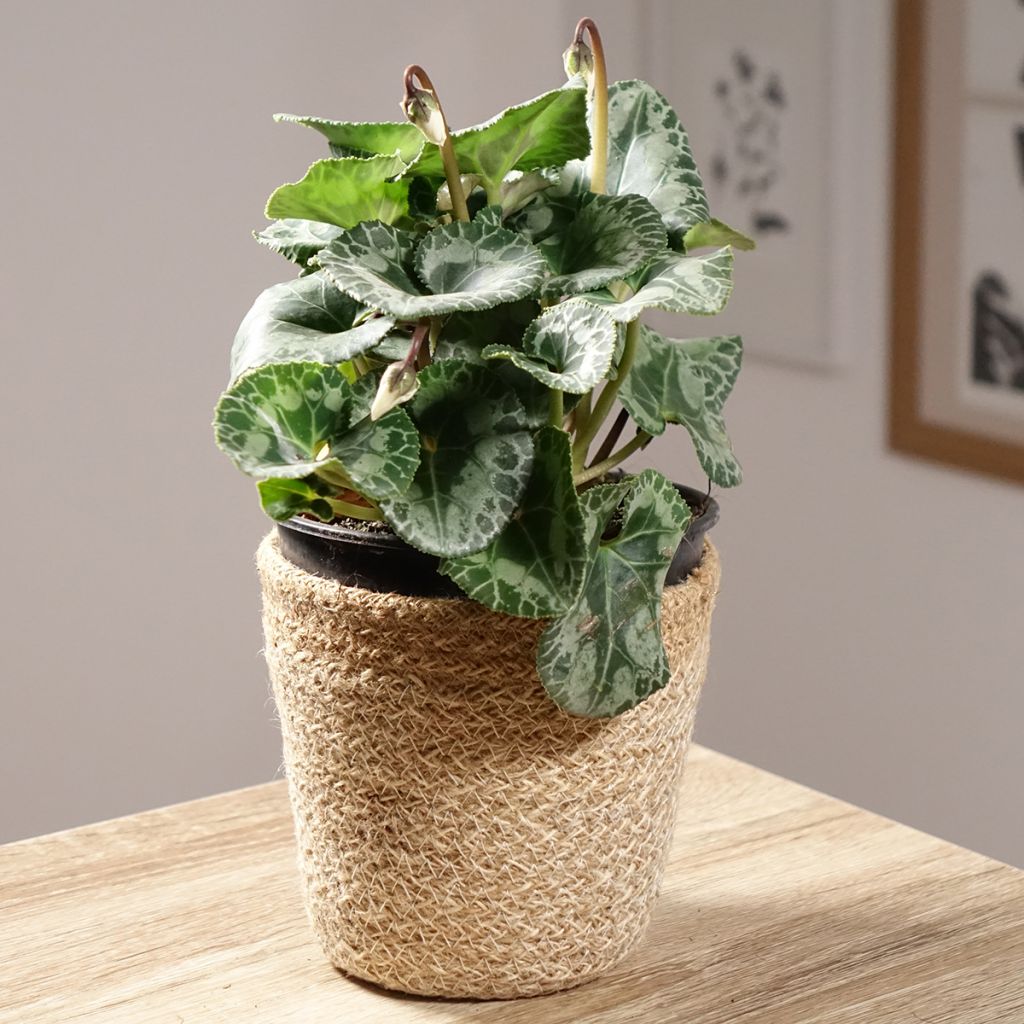 Cyclamen persicum Branco