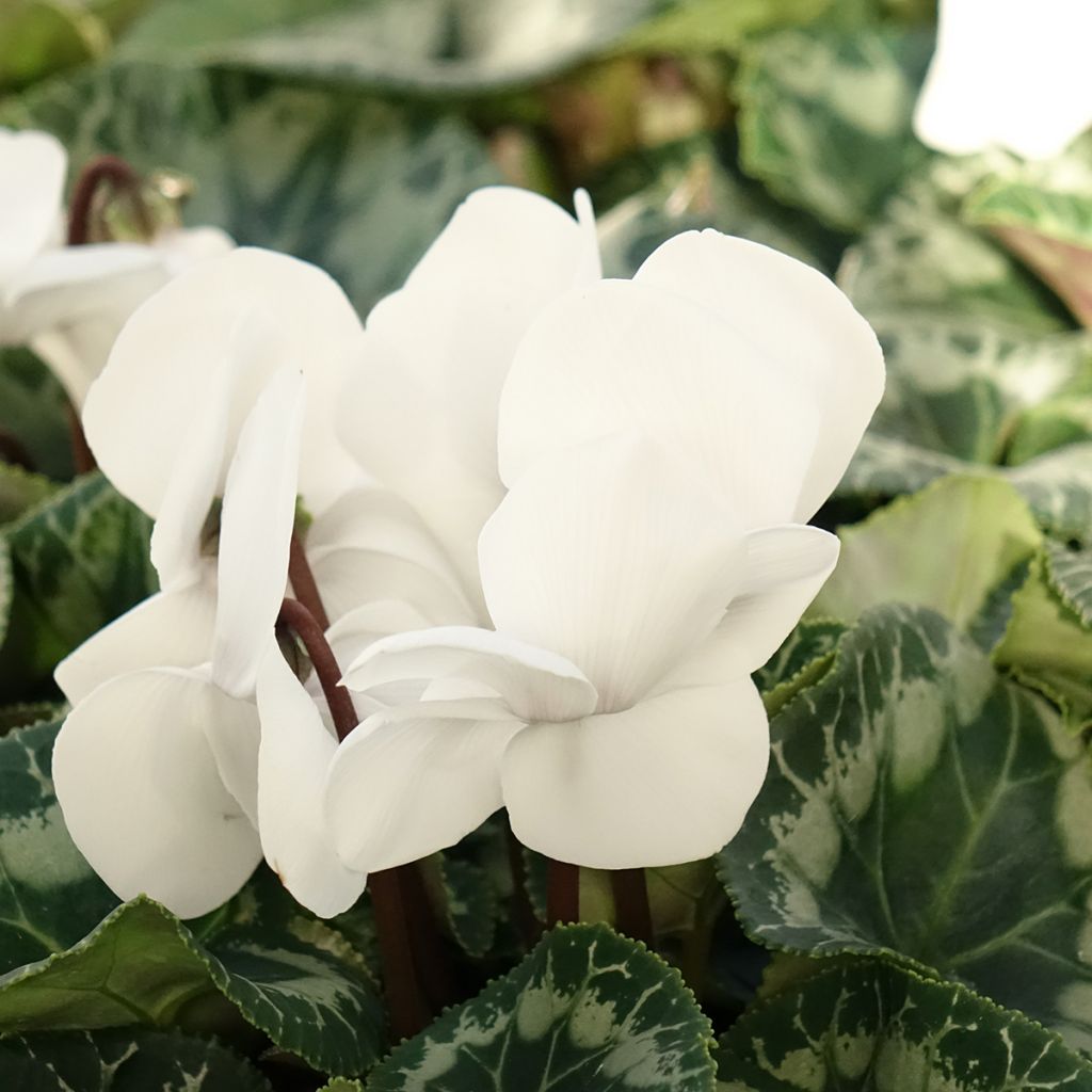 Cyclamen persicum Branco