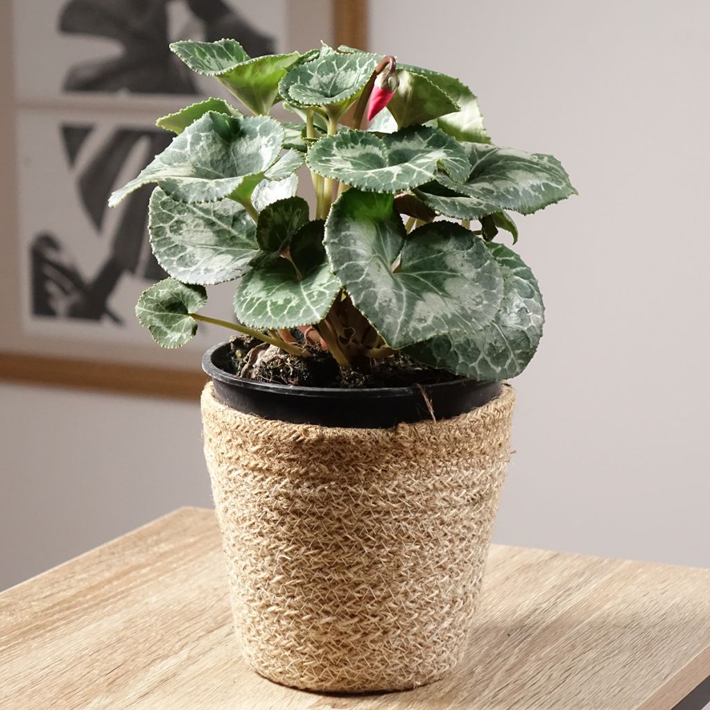 Cyclamen persicum Vermelho