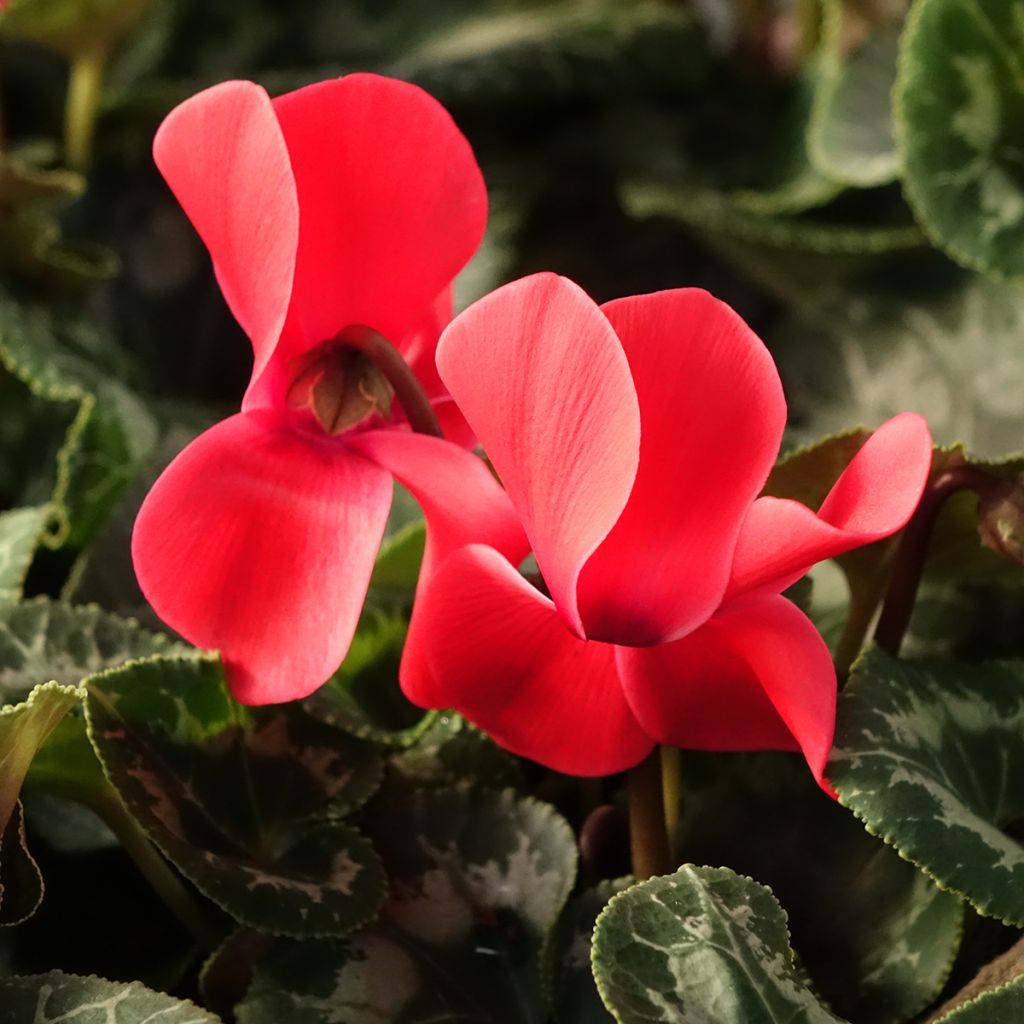 Cyclamen persicum Vermelho