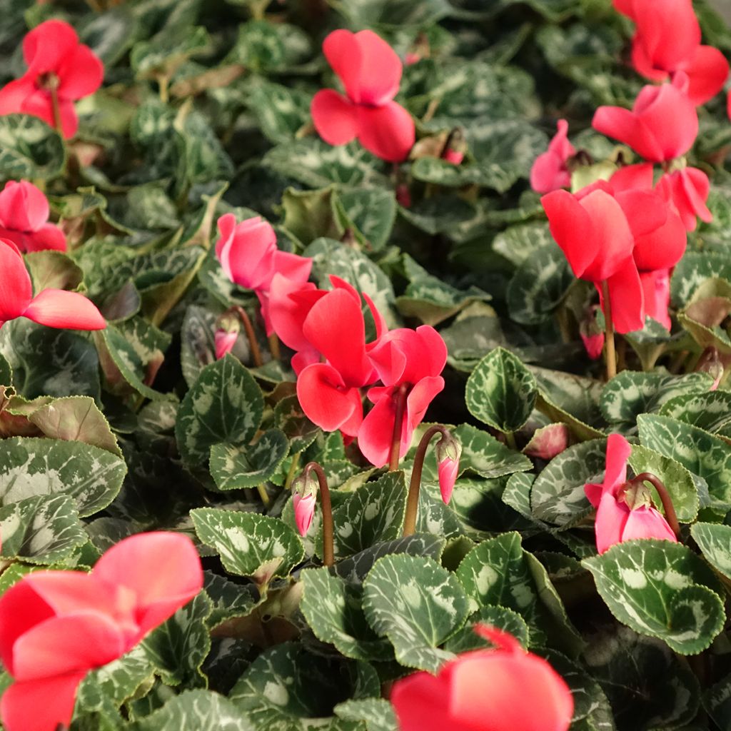 Cyclamen persicum Vermelho