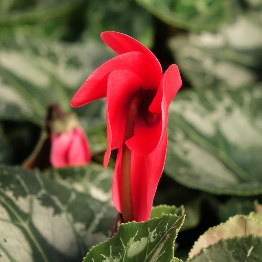 Cyclamen persicum Vermelho