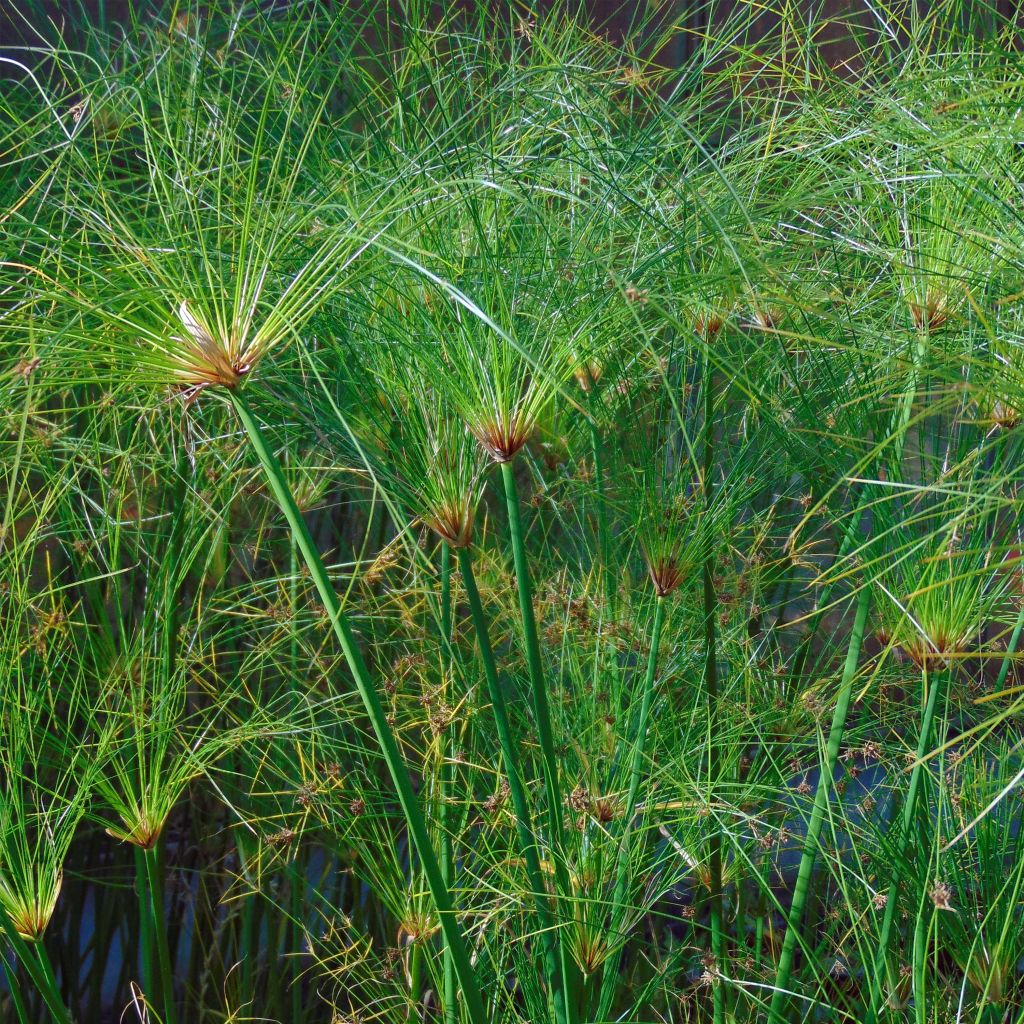 Papiro Akhenaton - Cyperus papyrus