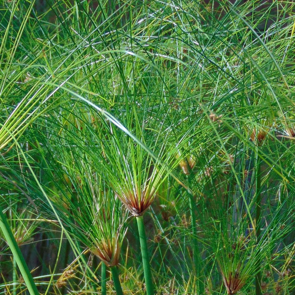 Papiro Akhenaton - Cyperus papyrus