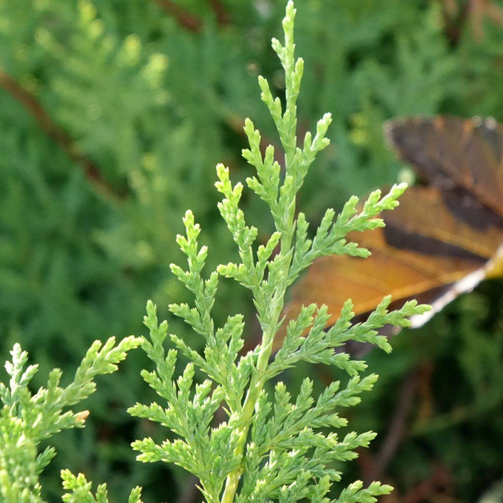 Cipreste-de-Leyland Excalibur Gold - Cupressocyparis leylandii