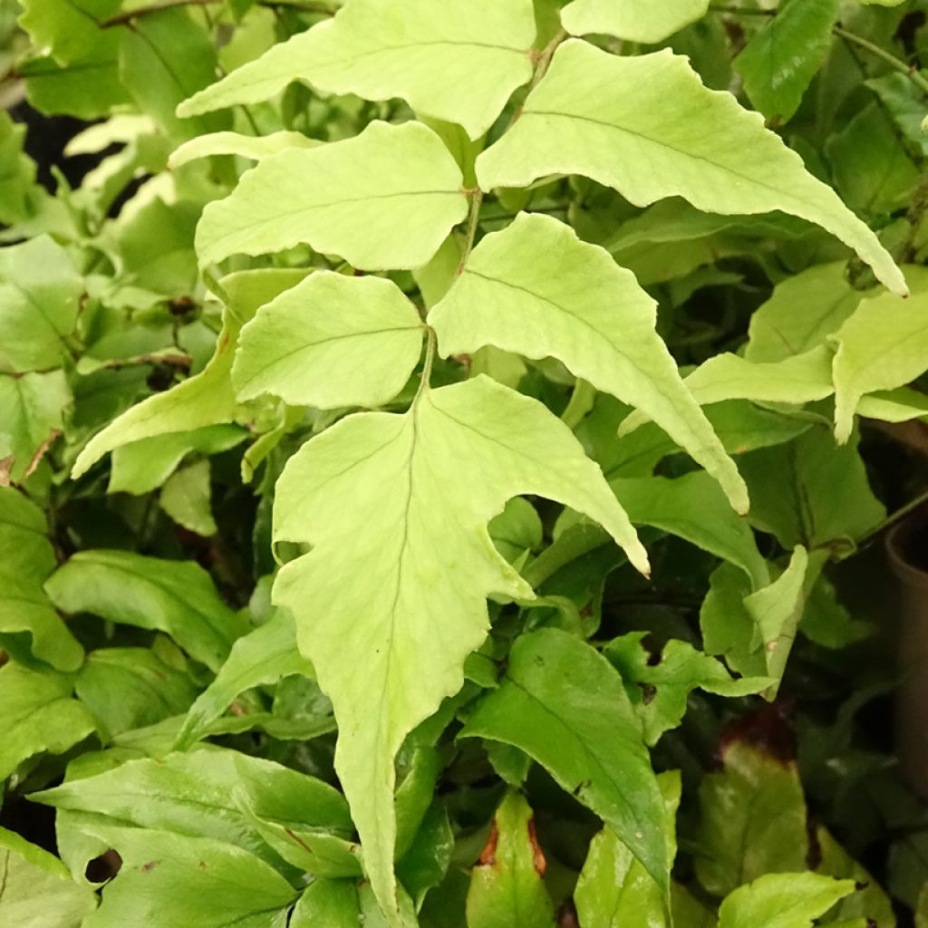 Cyrtomium fortunei var. clivicola