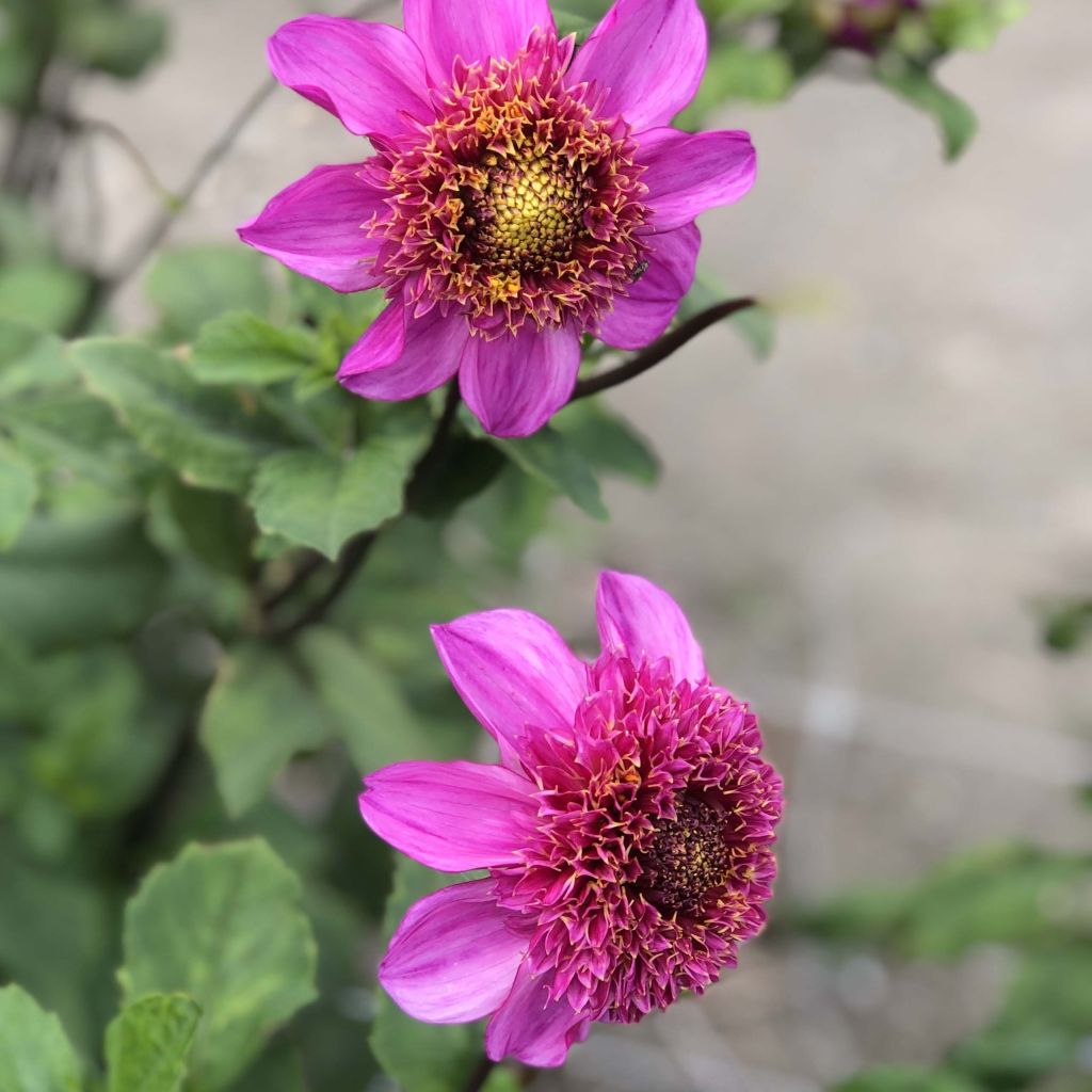 Dália anémona Dad's Favourite