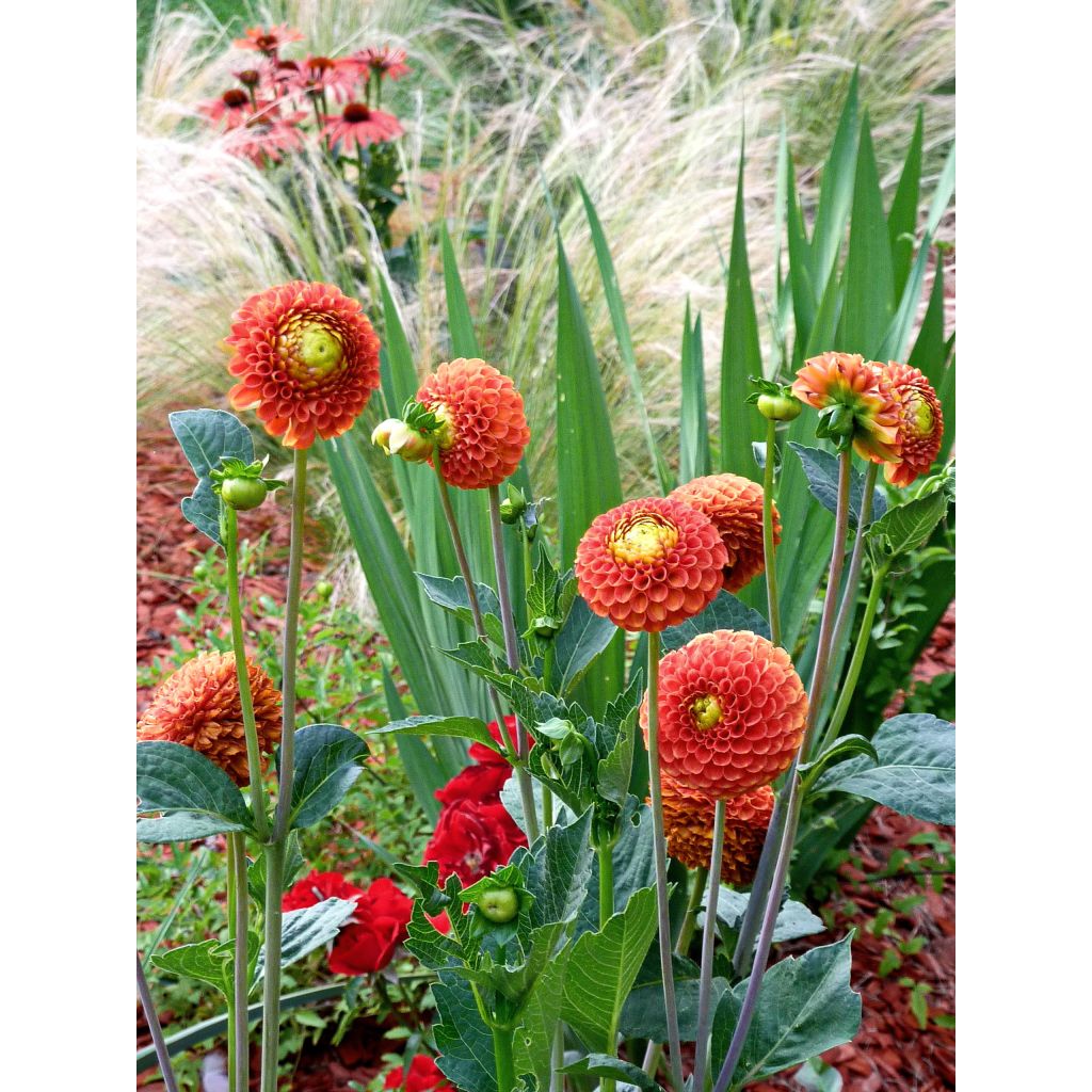 Dália bola Bantling