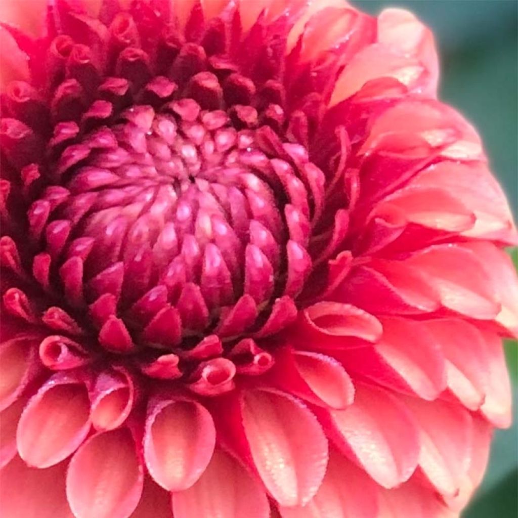 Dália bola Brown Sugar