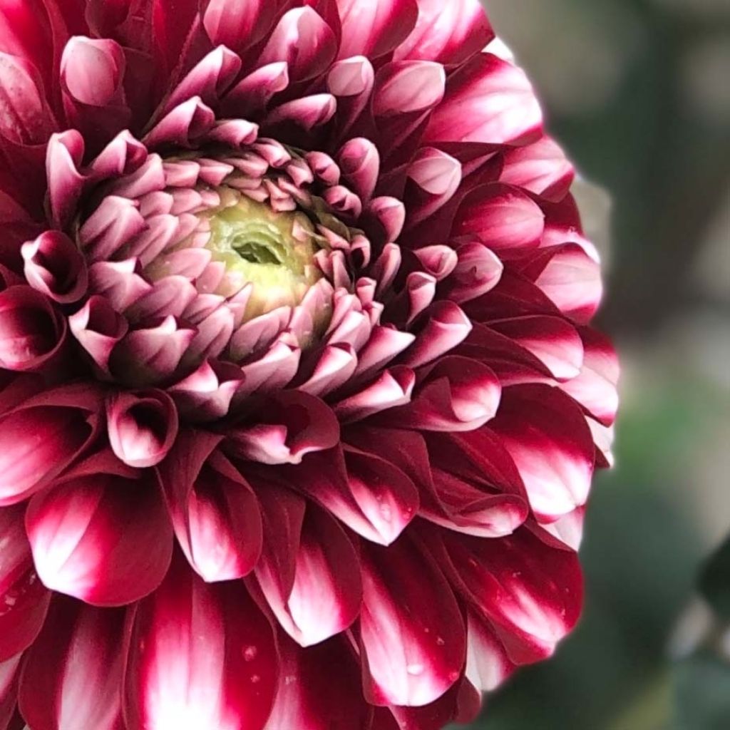 Dália bola Cum Laude